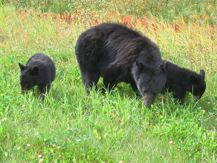 Black Bear Sow with Cubs