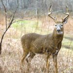 10 Ways To Cope With Buck Fever