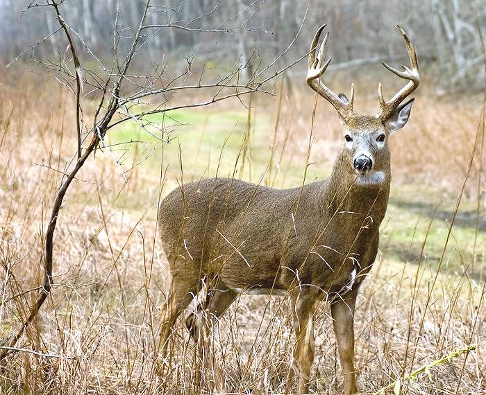 10 Ways To Cope With Buck Fever