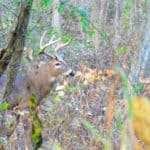 8 Public Land Deer Hunting Tips