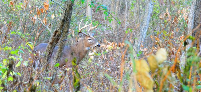 8 Public Land Deer Hunting Tips