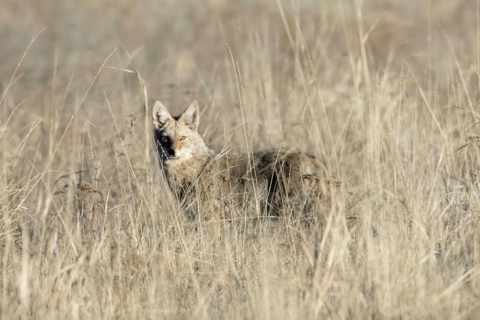 Coyote Looking Towards a caller