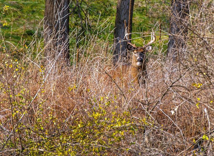 Deer Hunting Public Land