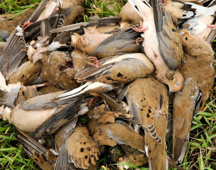 Dove Hunting Limit of Birds