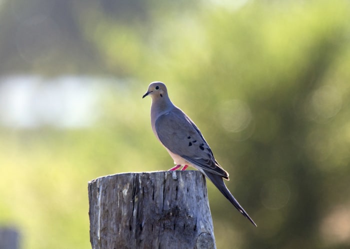 Mourning Dove Hunting