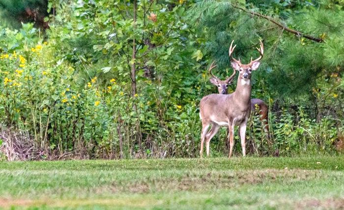 Two Nice Bucks Standing in a Field Edge
