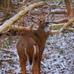 Understanding Deer Scents and Deer Lures