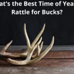 Whats the Best Time of Year to Rattle for Bucks?