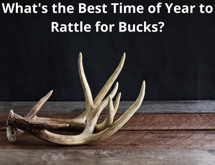 Whats the Best Time of Year to Rattle for Bucks?
