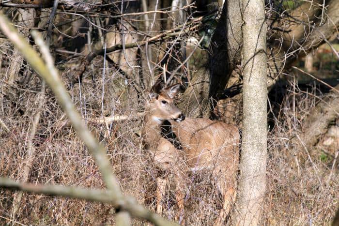 Whitetail Deer Doe in Thicket