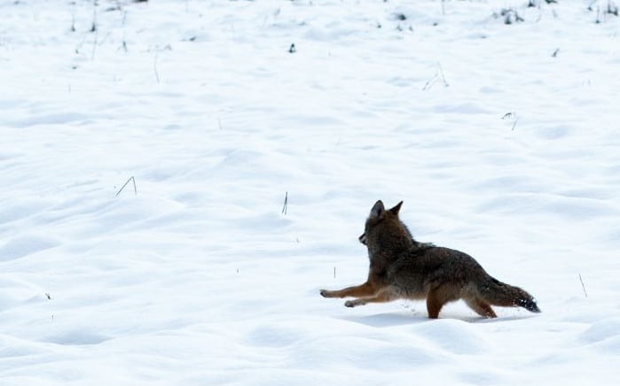Coyote fleeing in the snow