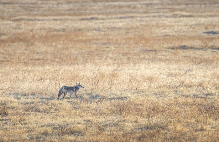Coyote in field in the winter