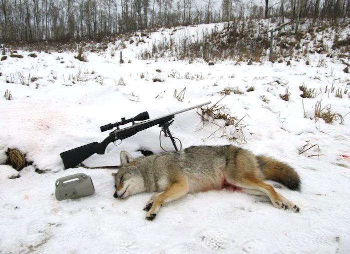is it worth coyote hunting in extreme cold