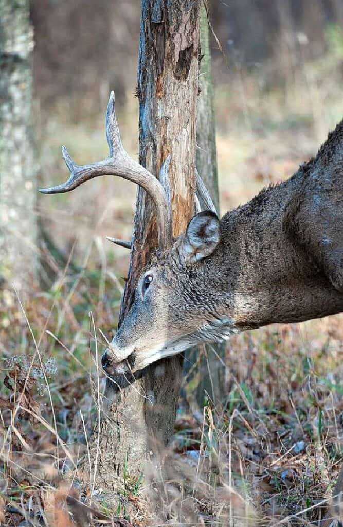 Mature Buck Rubbing Antlers on a Tree