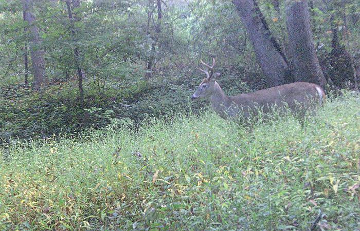 Picture of a Buck Walking by a Game Camera