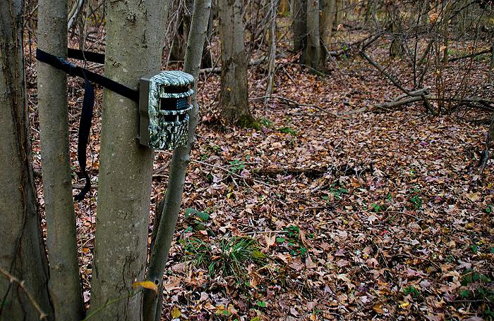 Trail Camera on a Deer Trail
