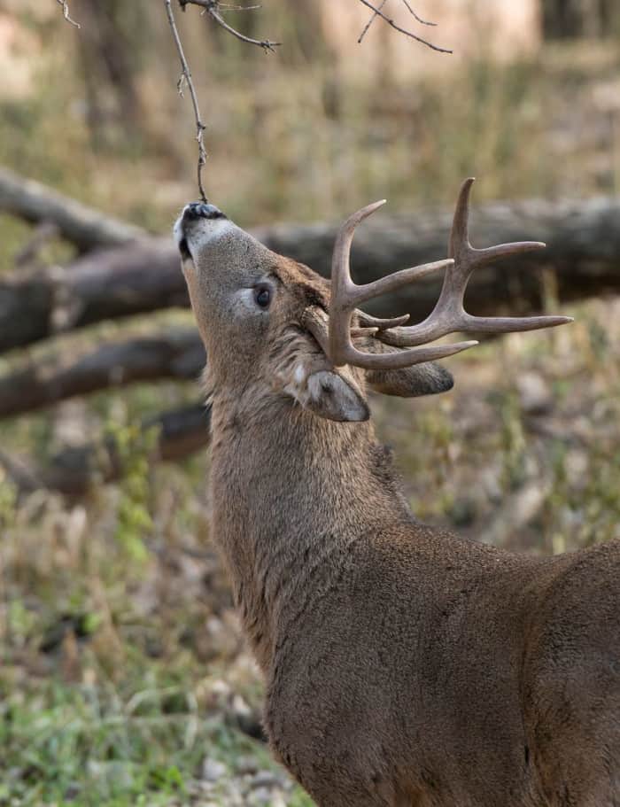 Whitetail Buck Scenting the Air