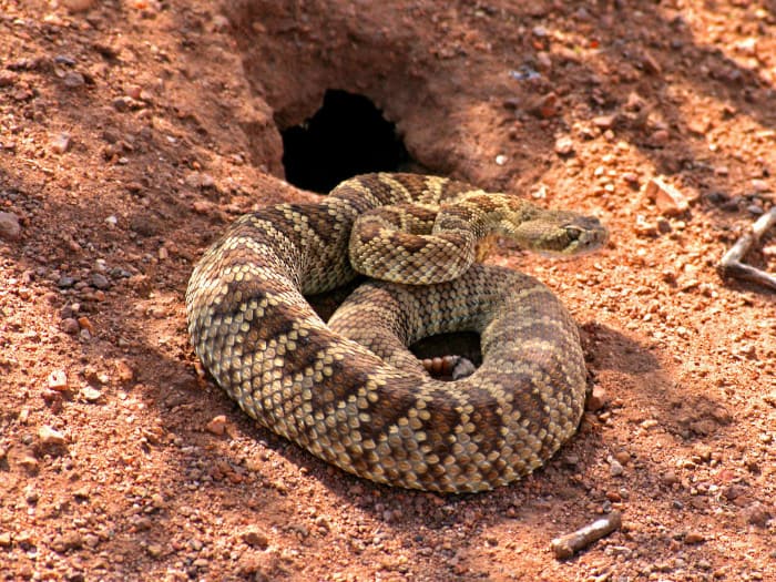 Can a Rattlesnake bite through leather boots
