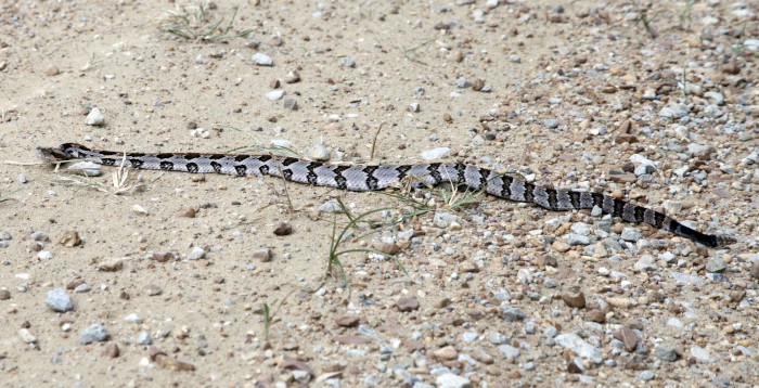 Canebrake Rattlesnake on Dirt Road