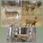 Do Deer Decoys Work?