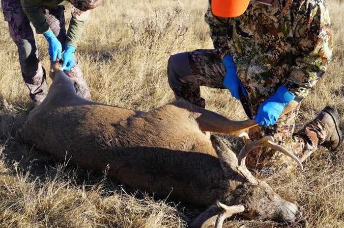 Harvesting a Mature Whitetail Buck