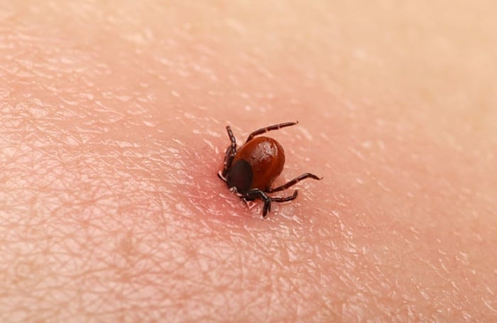 Dangers of Ticks