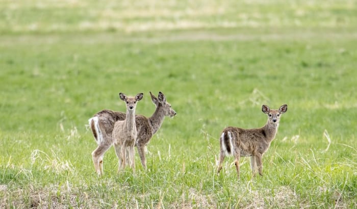 Group of Whitetail Does Feeding in a Field