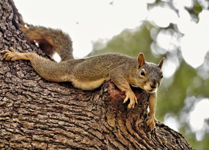 What Time Do Squirrels Wake Up