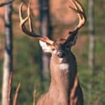 Why Do Deer Necks Swell During the Rut