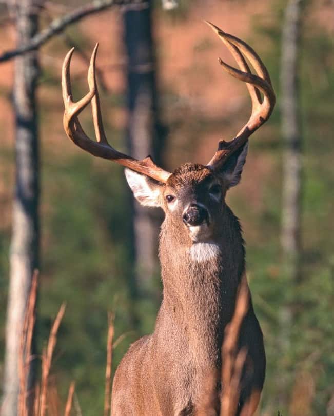 Why Do Deer Necks Swell During the Rut